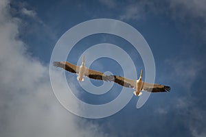 Two pelicans flying high in the blue sky photo