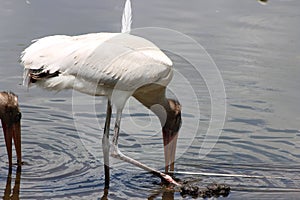 Two Pelicans at Gatorland