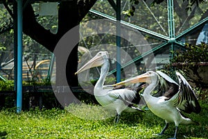 Two pelicans on the green grass and one of them spread its wings