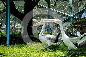 Two pelicans on the green grass at the zoo