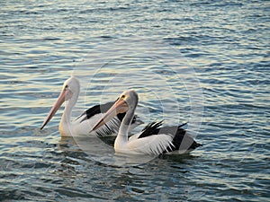 Two pelicans at Illawarra lake