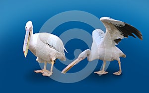 Two Pelicans Isolated On Blue Background