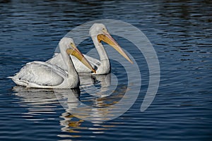 Two pelicans on La Pas Lake