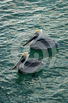 Two Pelicans at Naples Beach