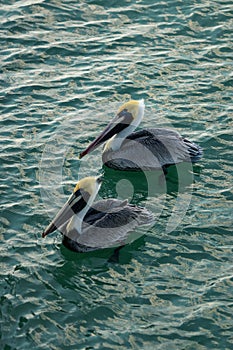 Two Pelicans at Naples Beach photo