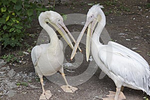 Two pelicans with open beaks stand on the ground. Zoo