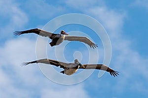 Two Pelicans [pelecanus occidentalis] flying in formation in blue sky over the central coast of California USA