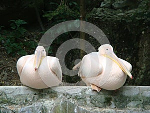 Two pelicans relaxing on parapet