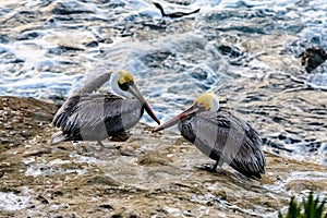 Two pelicans resting