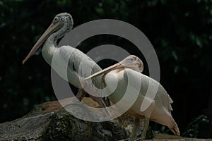 Two pelicans sitting on the rock during the raining day