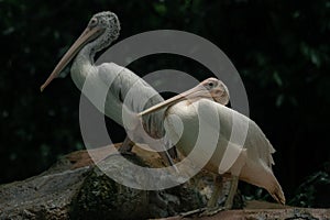 Two pelicans sitting on the rock during the raining day