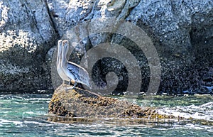 Two pelicans standing on ocean reef