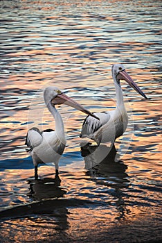 Two Pelicans at Sunset on Noosa River