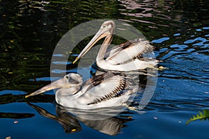 Two pelicans swim in the pond