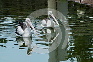 Two pelicans swimming on the lake