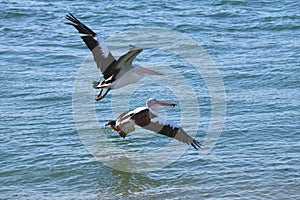 Two pelicans take off