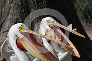 Two pelicans waiting to be fed