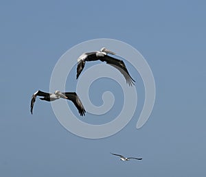 Two Pelicans with Wings Down