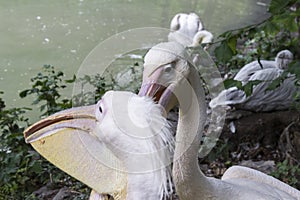 Two pelikan heads with long beaks on the shore of the pond in the zoo. Close-up