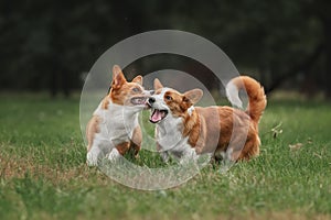 Two pembroke welsh corgi puppies running