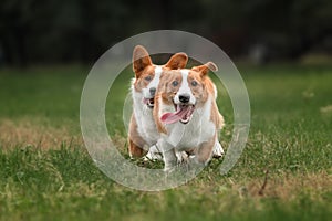 Two pembroke welsh corgi puppies running