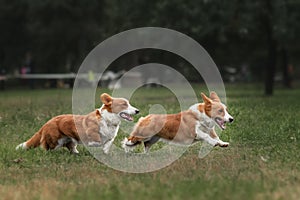Two pembroke welsh corgi puppies running