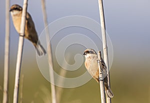 Two Penduline Tits on Reed