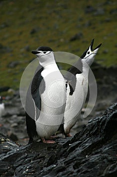 Dve tučniak v antarktický 