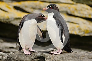 Two penguin. Rockhopper penguin, Eudyptes chrysocome, in the rock, water with waves, birds in the rock nature habitat, black and photo