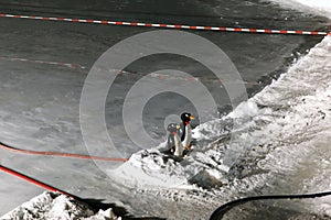 Two penguin toys in iceskating piste