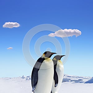 Two Penguins