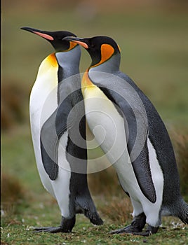 Two penguins
