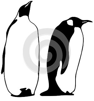 Two penguins