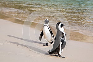 Two penguins on the beach with ocean in background.