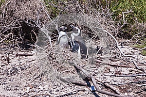 Two penguins on Boulder`s beach near Simons town