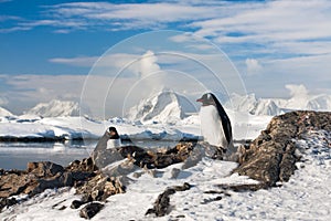 Two penguins dreaming