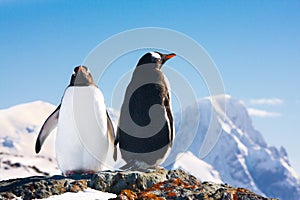 Two penguins dreaming