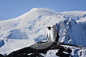 Two penguins dreaming