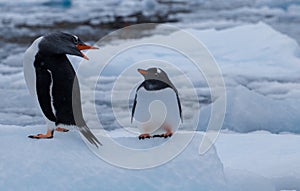 Two penguins on the iceberg. Mom and chick Gentoo penguins. Antarctica, Antarctic Peninsula.