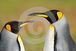 Two penguins. King penguin couple cuddling, wild nature, green background. Two penguins making love. in the grass. Wildlife scene