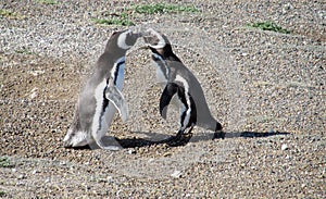 Two penguins kissing