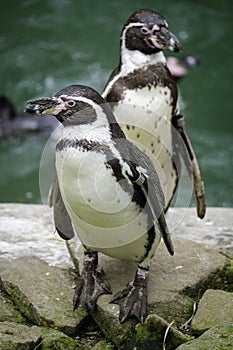 Two Penguins looking on at life