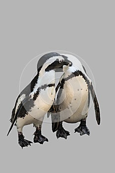 Two penguins in love, isolated on grey background