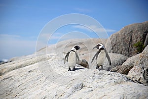 Two penguins in love looking at each other standing on a rock at the sea with blue skies in the background