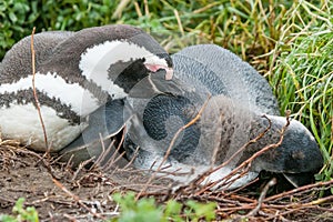 Two penguins lying on ground