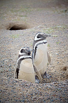 Two penguins and nest