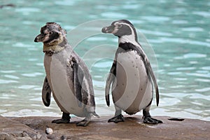 Two penguins at Penguin beach