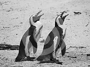 Two penguins in South Africa