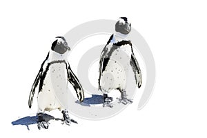 Two Penguins standing