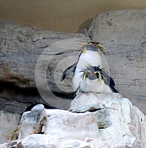 Two penguins standing together on hill